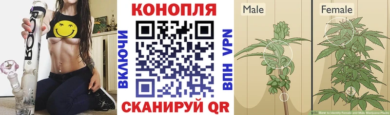 Каннабис SATIVA & INDICA Кологрив